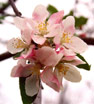 Michigan State Flower  Apple Blossom