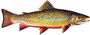Michigan State Fish Brook Trout