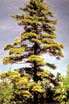 Michigan State Tree White Pine