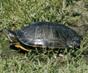 Michigan State Reptile Painted Turtle