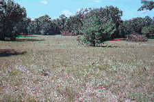 Big Prairie Township Newaygo County, Michigan