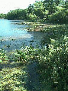 Cherry Grove Township Wexford County, Michigan