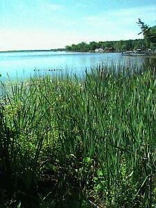 Selma Township Wexford County, Michigan