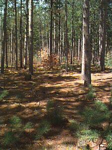 Slagle Township Wexford County, Michigan